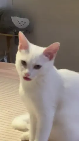 #cat 