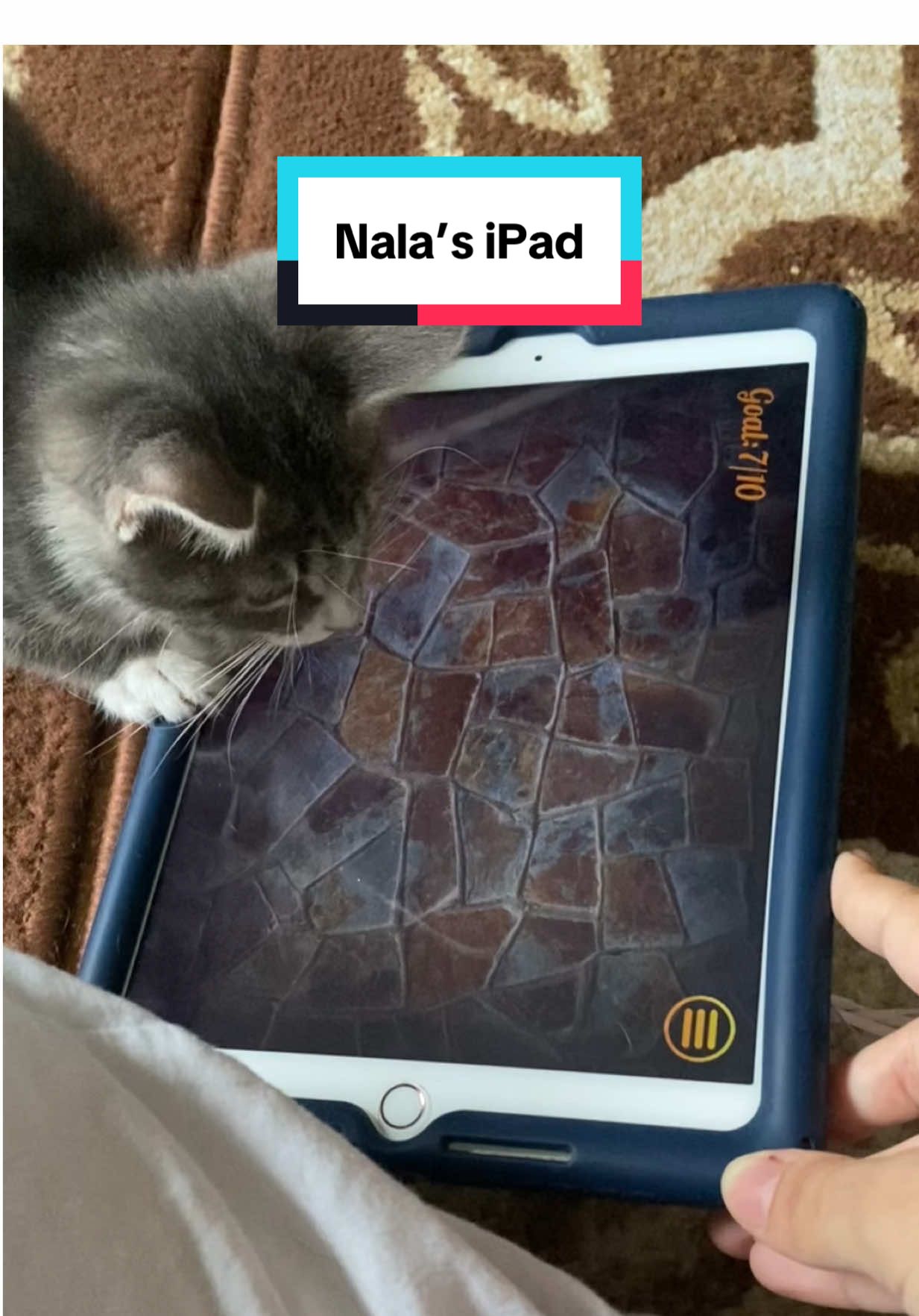The end 😭 #fyp #cat #pet #foryoupage  #viral