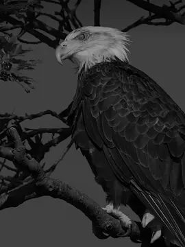 beshak.💯🦅.           #foryou #trending #dark0077133 #viralvideo #CapCut 