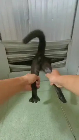 Escape the bath #pet #cat #cats #catlover #fyp #fypage #catsoftiktok #funny #funnytiktok #funnycat #funnyvideos 