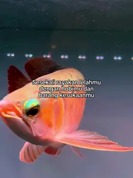 Obat lelah #fypシ゚ #fish #aquarium #superred #datztigerfish 