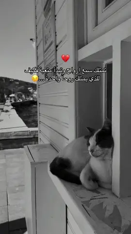 #اميرة_برج_السرطان #fouryou #fypviralシ゚viral #اكسبلورexplore 