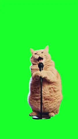 Cat singing opera meme green screen #memes #memesdaily #greenscreen #fyp #meme