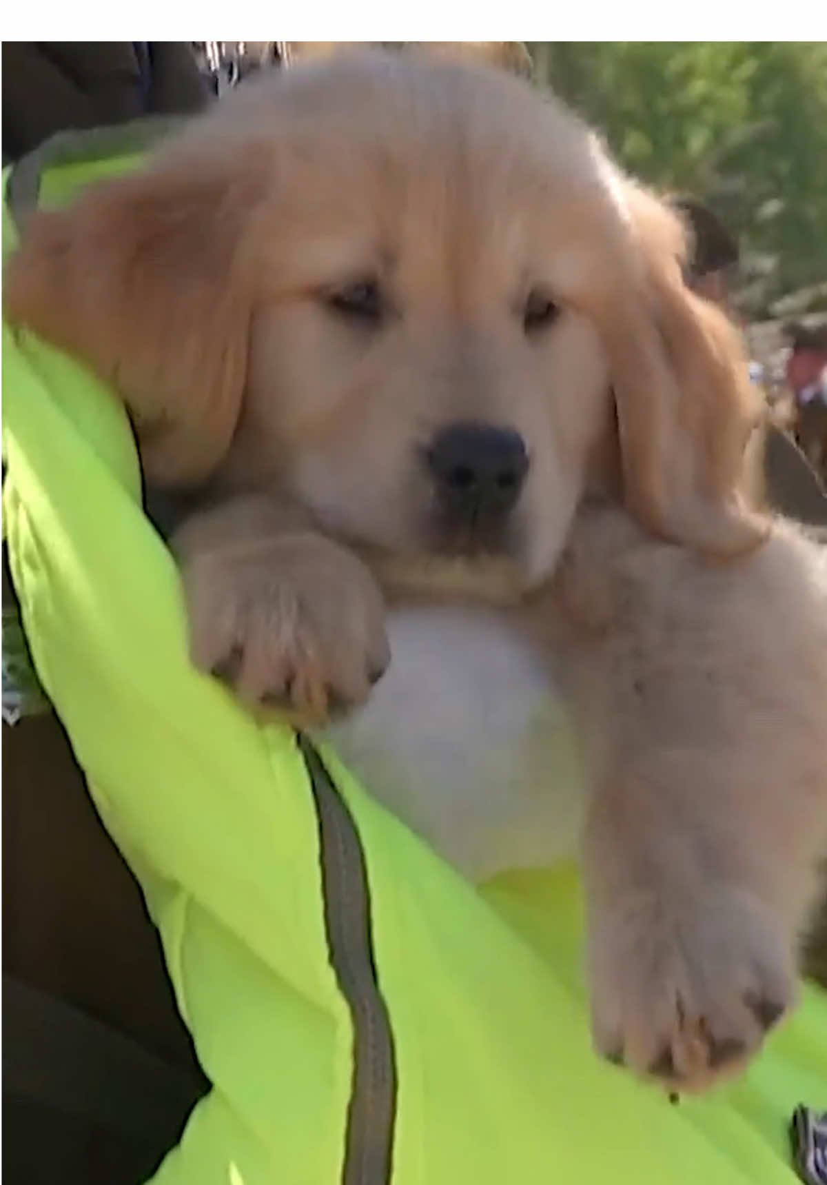 Exceso de ternura 🐶❤️ Como cada año, los perritos del Grupo de Adiestramiento Canino de Carabineros de Chile se robaron las miradas en la Parada Militar 🫶