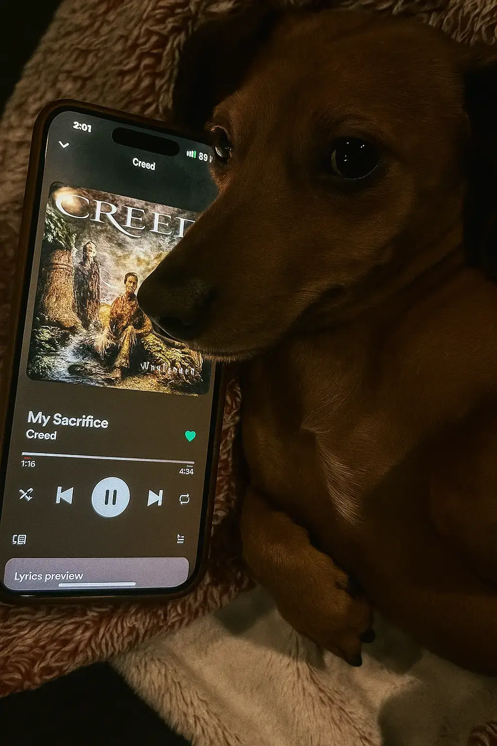 #mysacrifice #creed #fypage #dachshundsoftiktok #weinerdogs 