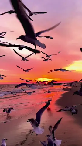 Marvelous view of seagulls. #viral #shorts #tiktok #sunset #foryoupage 