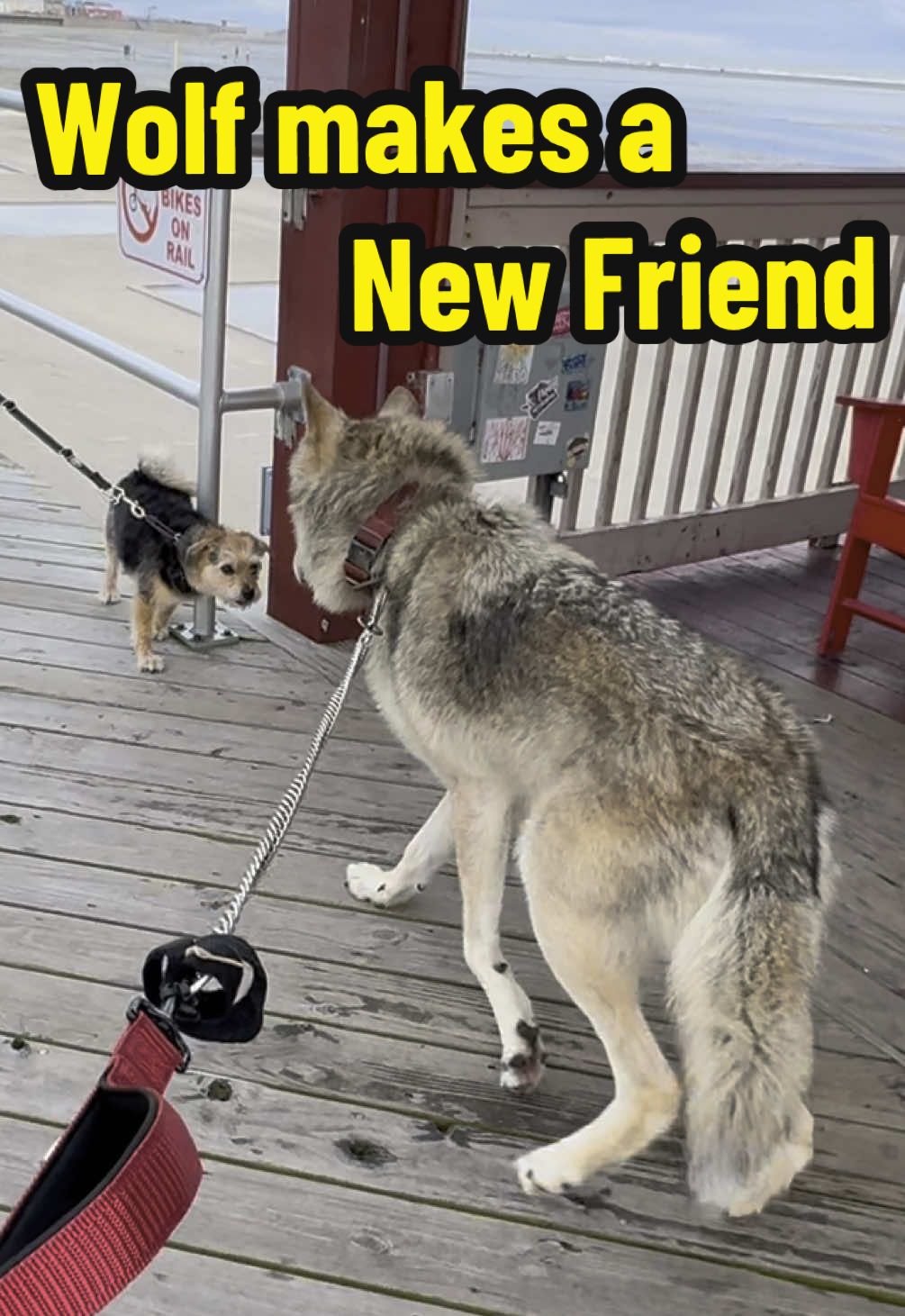 The greatest Wolf to ever live does it again ! #friends #doglover #wolf #wildwood #dogs 