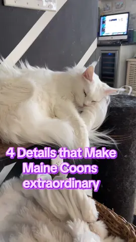 The devil is in the details #mainecoon #cat #details #breedstandard #look #payattention #luxury #breeder 