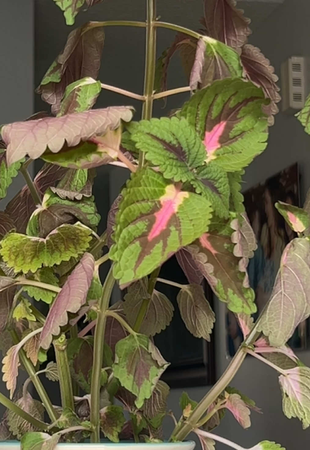 trimming and repropagating my coleus plant! trying to make her a little bushier!  #houseplants #plantoftiktok #plants #propagate 