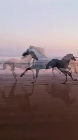 #galopinghorse#horses