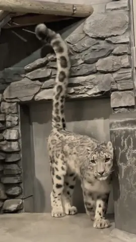 #snowleopard #radiohead 