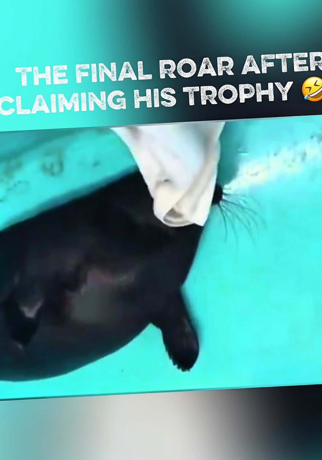 That roar  💯 proud of himself 🤣🦭 #seal #sealife #sealtok #funnyanimals #babyseal 