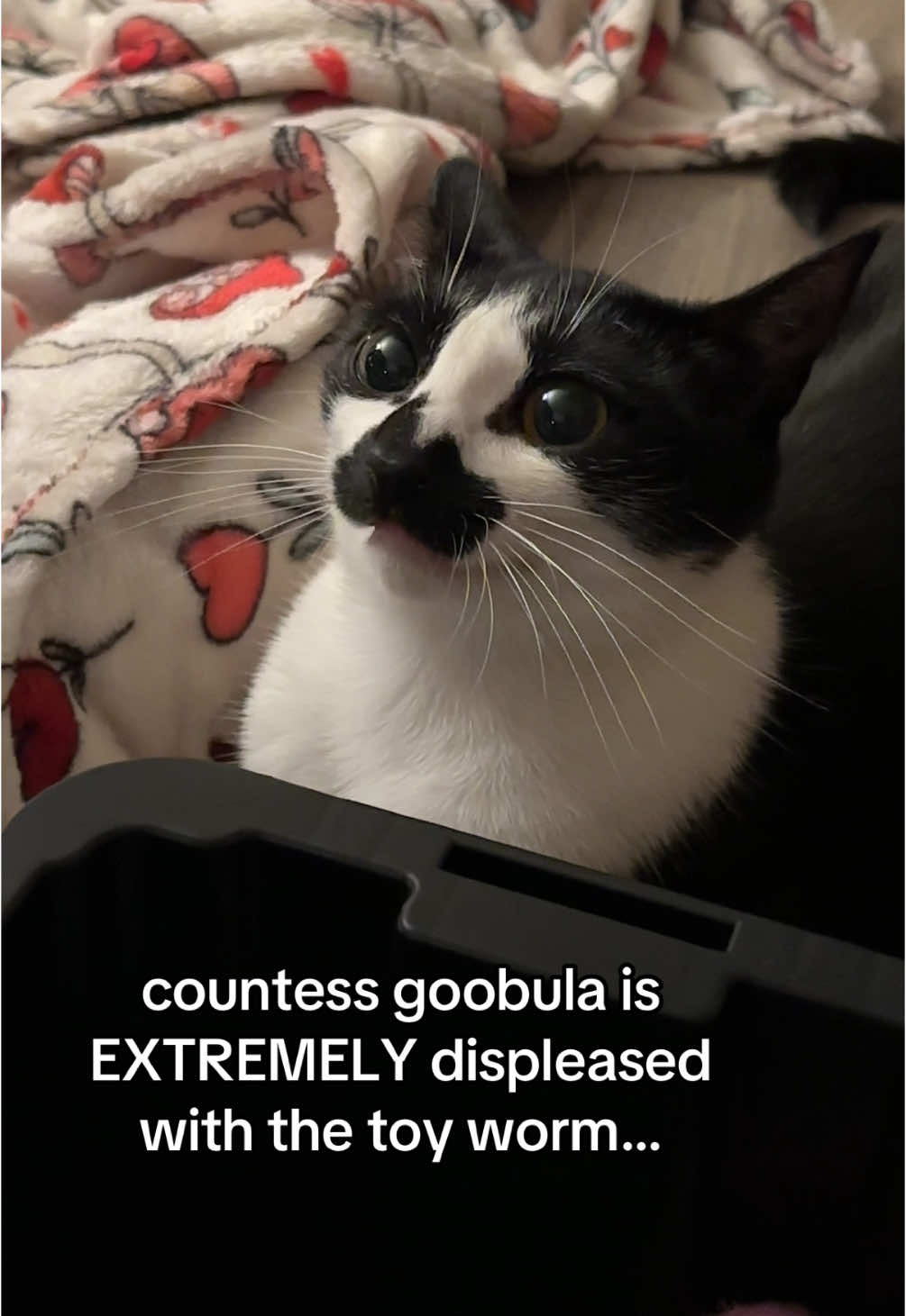 her anger is so terrifying 😰😰 #goob #goobie #meow #meowmeow #viral #viralcat #cat #kitty #kittycat #silly #sillycat #aww #adorable #cute #cutecat #meme #memecat #catmemes #vamp #vampire #vampirecat #goth #gothic #creature #creaturefeature #funny #funnycat #weirdcat #carsoftiktok 