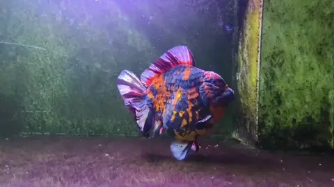 Ost Tiger Super Jumbo Male Seremmm bgt body dan bulky bgt.  #goldfish #ikanmaskoki #fyppppppppppppppppppppppp #fyp #video 