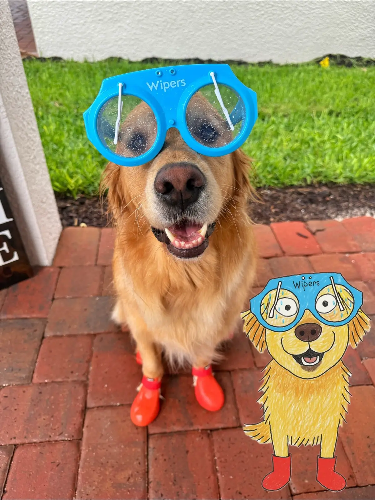 This trend 🥹🥹🥹 Thank you to @Whiskey for helping with the stickers 😭🩵 #dog #goldenretriever 