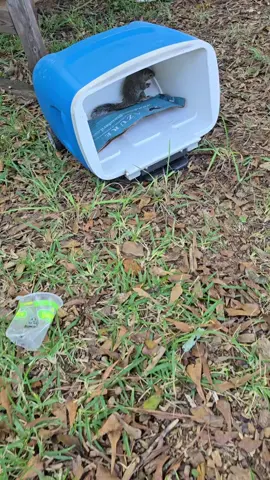 Baby squirrel rescue!
