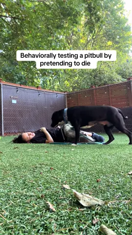 #dog #pitbull #animalshelter #adoptdontshop #shelterdogsoftiktok 