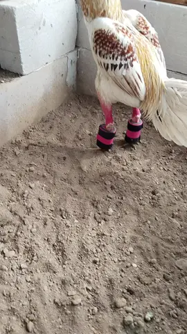 BARBEL AYAM 200 300 400 500 GR #barbelayam 