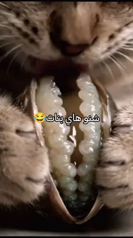 رياكشن 