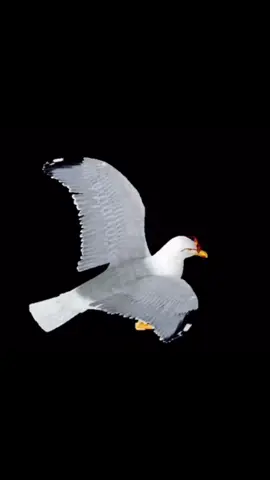 what #meme #memestiktok #seagull #カモメミーム #ミーム 