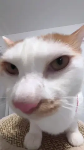 #fyp #cat #catlover #cattok 