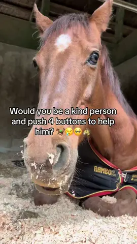 Would you be a kind person and push 4 buttons to help him? 🐎😢🥺🐴#horse #fyp #trend #tiktok #Love #fyppppppppppppppppppppppp #sad #fypシ #page #push 