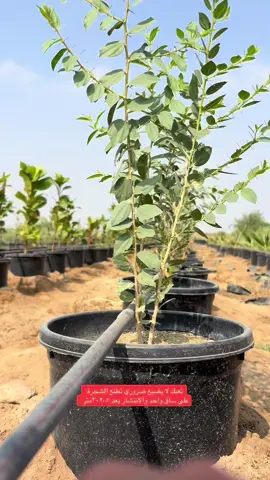 #مؤسسة_الحسين_بن_علي #السعودية_الخضراء #مشاريع_زراعية #شتلات_زراعية #سدر_بلدي 