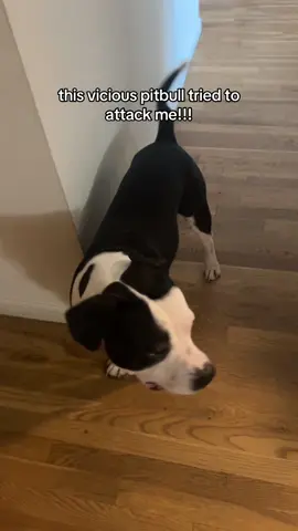 #pitbull #bully #boxer #dogsoftiktok 