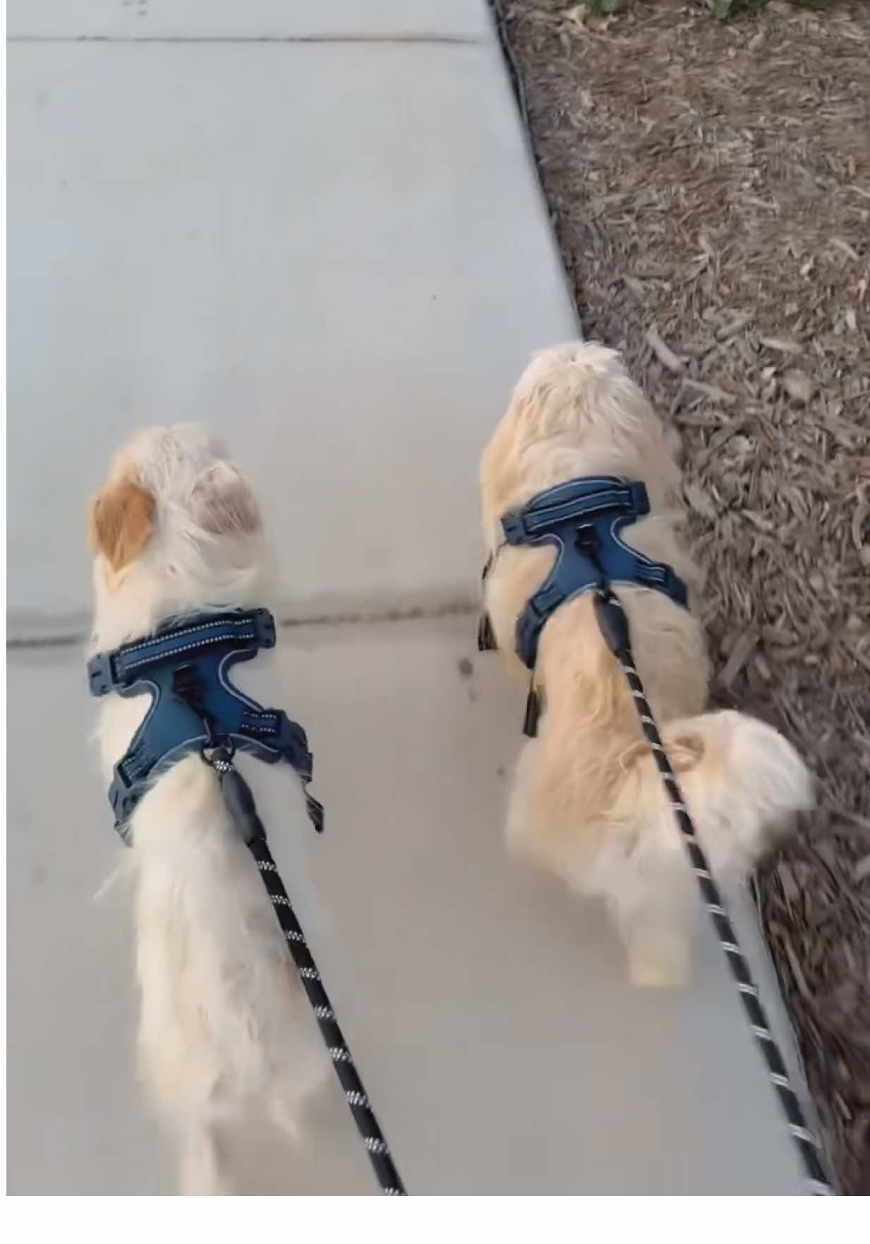 Usando Talla M 🐶 #dogleash #doglover #perritos #dogleashes #creatorsearchinsights 