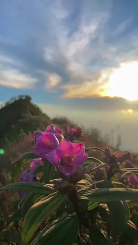 Best momen sunrise di gunung sangar 😍 #fypシ゚ #viral #trending #following #beautiful 