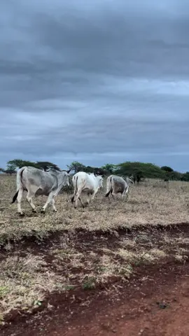 #imfuyoyasekhaya #farmerslife #farmerslife #zulutiktok #emakhaya 