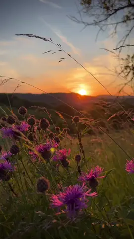 #1 #فرنسا🇨🇵_بلجيكا🇧🇪_المانيا🇩🇪_اسبانيا🇪🇸 #لايكات 