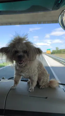 #2025 #Ammi #италия #italy @Mihai Bendeac 