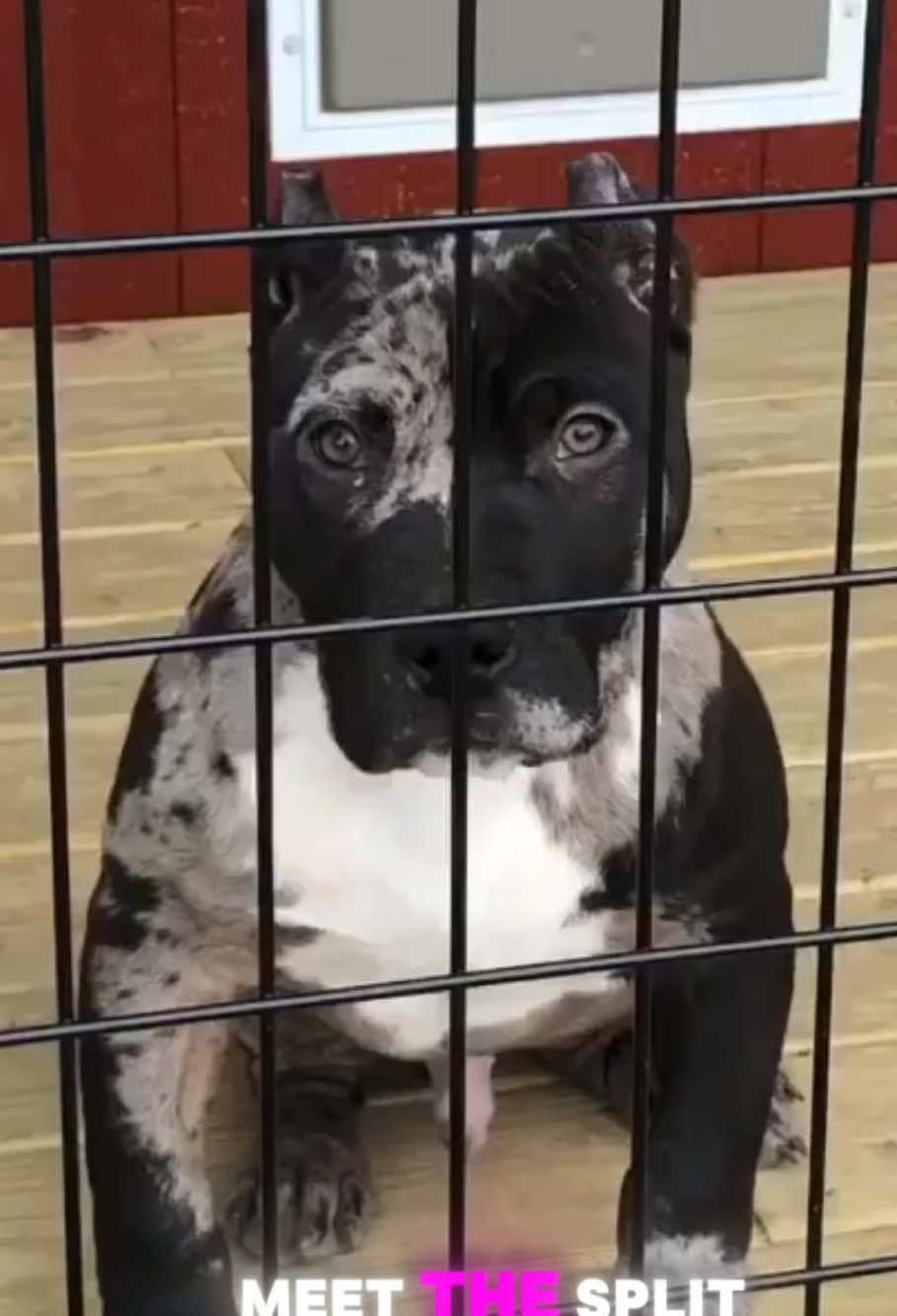 The Viral Split-Face Black Merle Puppy That Had People Stunned 😳 | FaceOff 🤍🖤 You want more content like this? Give @thecaninestudio a follow and turn up that notification to never miss a single post! Mention(s):  @Prestigious Bullies  @zaytoven_thebully  @faceoff_thebully  � Disclaimer: Credits all belongs to the original author of these photos and clips. We do not claim these photos as ours or intend to. � • • • #dogss #americanbullyxl #bullyxl #blackdog #merle    