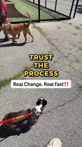 Reyla went from barking, lunging, and reacting at every dog… to calm and peaceful in just ONE day.  #DogTraining #reactivedog #dogtok #nobaddogs #xyzbca 