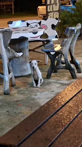 เจ้าเปี๊ยกหมาจร#หมาจรก็มีหัวใจ 