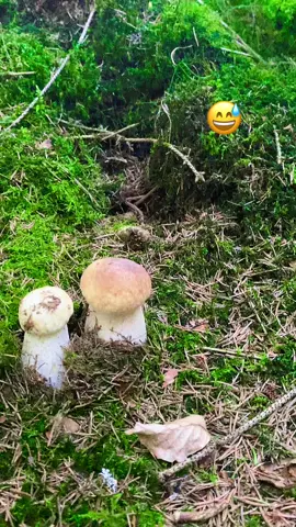 #😅 #🍄‍ #грибочки 