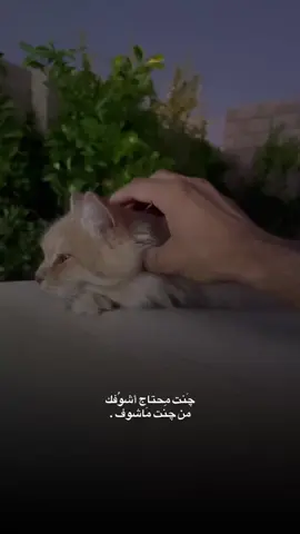 من چنت ماشوف . #تصويري_احترافي_الاجواء👌🏻🕊😴 #عباراتكم_الفخمه📿📌 #قطط #اكسبلور #اقتباسات #عبارات #cat #تصويري📸 #fyppppppppppppppppppppppp #الانبار_الرمادي #الانبار_موصل_بغداد_اربيل_كل_المحافظات 