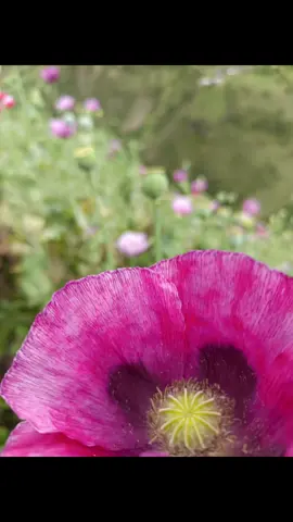 #LIVEIncentiveProgram #JustGoLIVE #PaidPartnership 