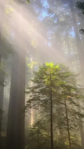 Redwood dreams 🌲  Follow for more 💚 #explorepage #california #forest #naturevibes #redwoods