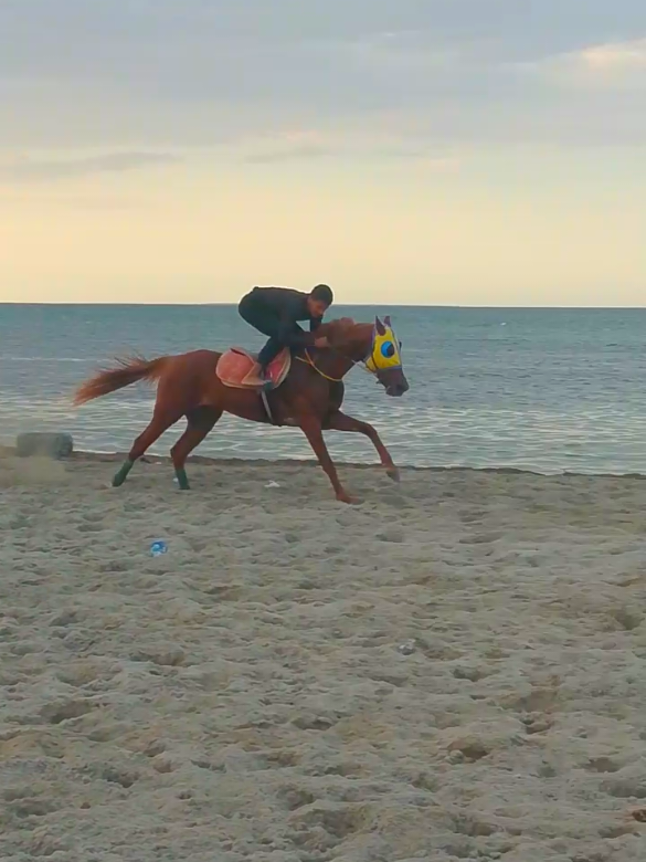 #حب_الخيل_لا_ينتهي #اللهم_صل_وسلم_على_نبينا_محمد #خيل_عربي_اصيل #Rabdou #oukab_esshari 