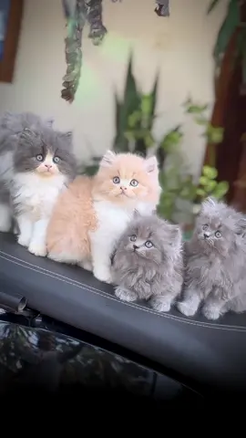 Pretty little babies 😍❤️ #fyp #cutecat #viralvideo #catsoftiktok #foryou 