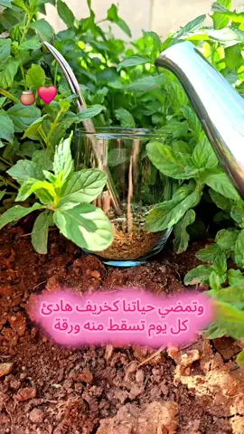 #متابعه_ولايك_واكسبلور_احبكم #متة_على_رواق #ادلب_حمص_حلب_شام_درعا_حماة #سوريا_تركيا_العراق_السعودية_الكويت_عمان #اوروبا_اسبانيا_ايطاليا_المانيا_هولندا 