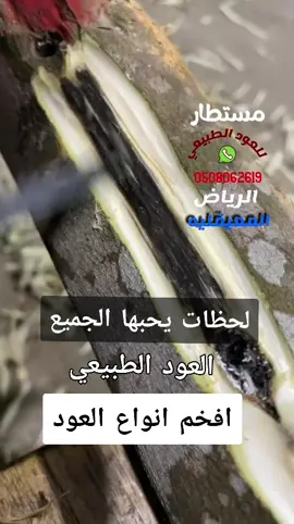 عود طبيعي  #عود_طبيعي #دهن_عود_عبق_الطيب #رابطة_عشاق_العود_الطبيعي  #اكسبلورexplore #اكسبلور 
