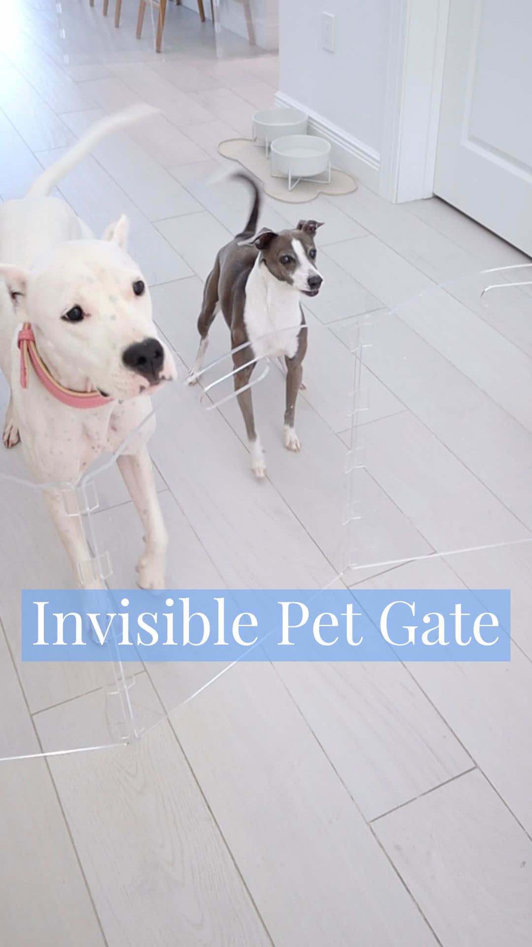 It’s practically invisible 🫣 You can find this under ✨Pet Finds✨ on my website. #amazon #pets 