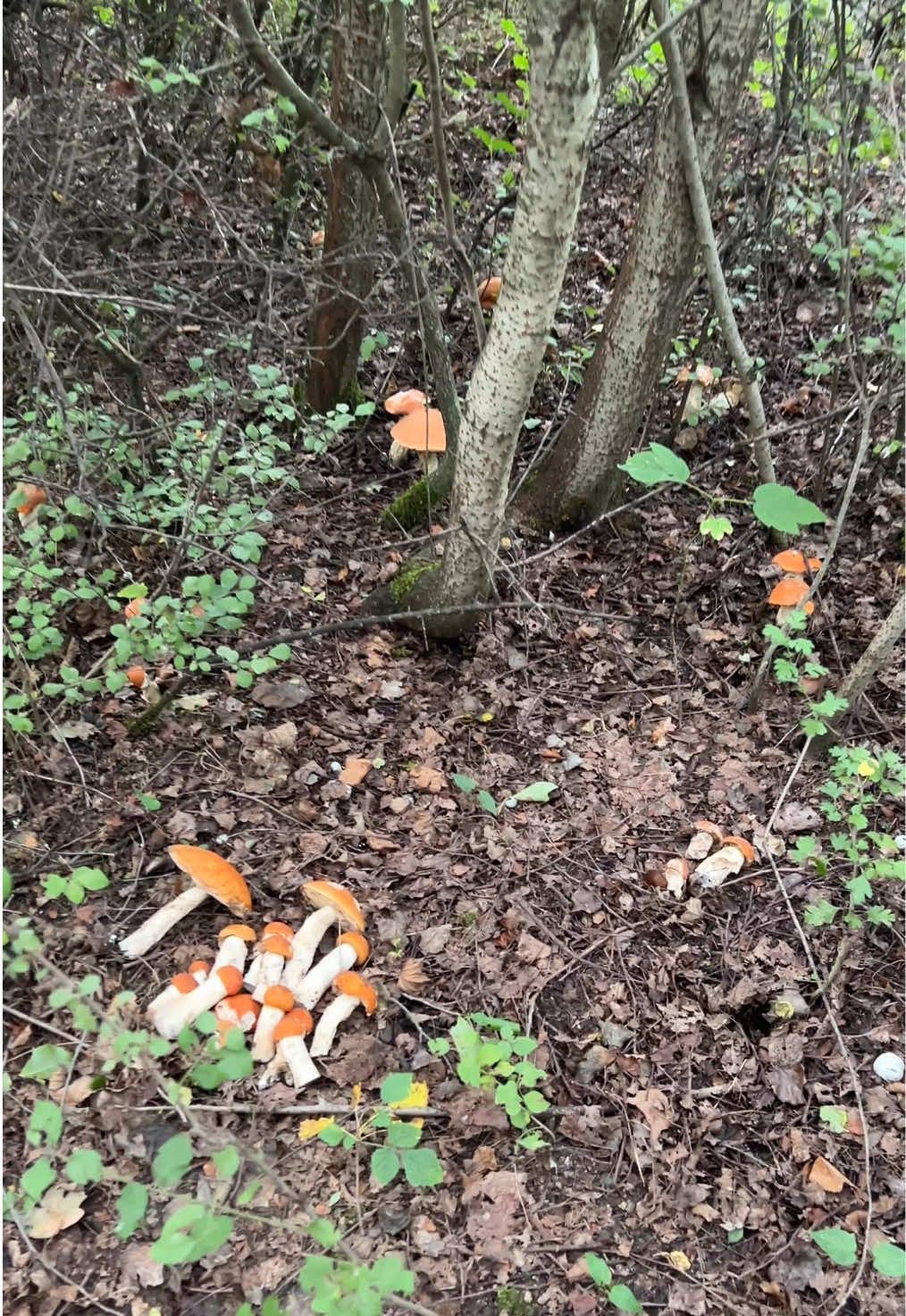 Bingo, ale widok! 🤩 One są dosłownie wszędzie 🙈 piękne koźlarze! 🍄 17.09.2025 🧺 #grzyby #mushroom #fungi #Porcini #hribi