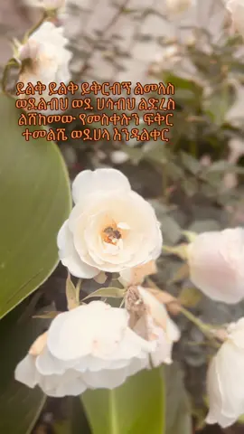 #እግዚአብሔር_ብርሃኔና_መድኀኒቴ_ነው #ፕሮቴስታንት #ክርስቲያን #chirstiantiktok #protastantmezmure 