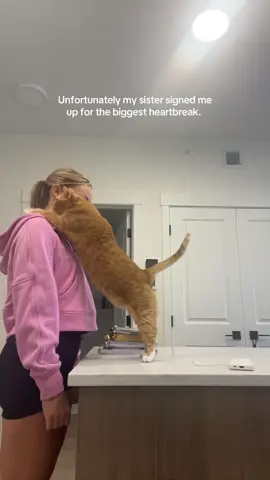 my Shayla 🥺🥰🐱