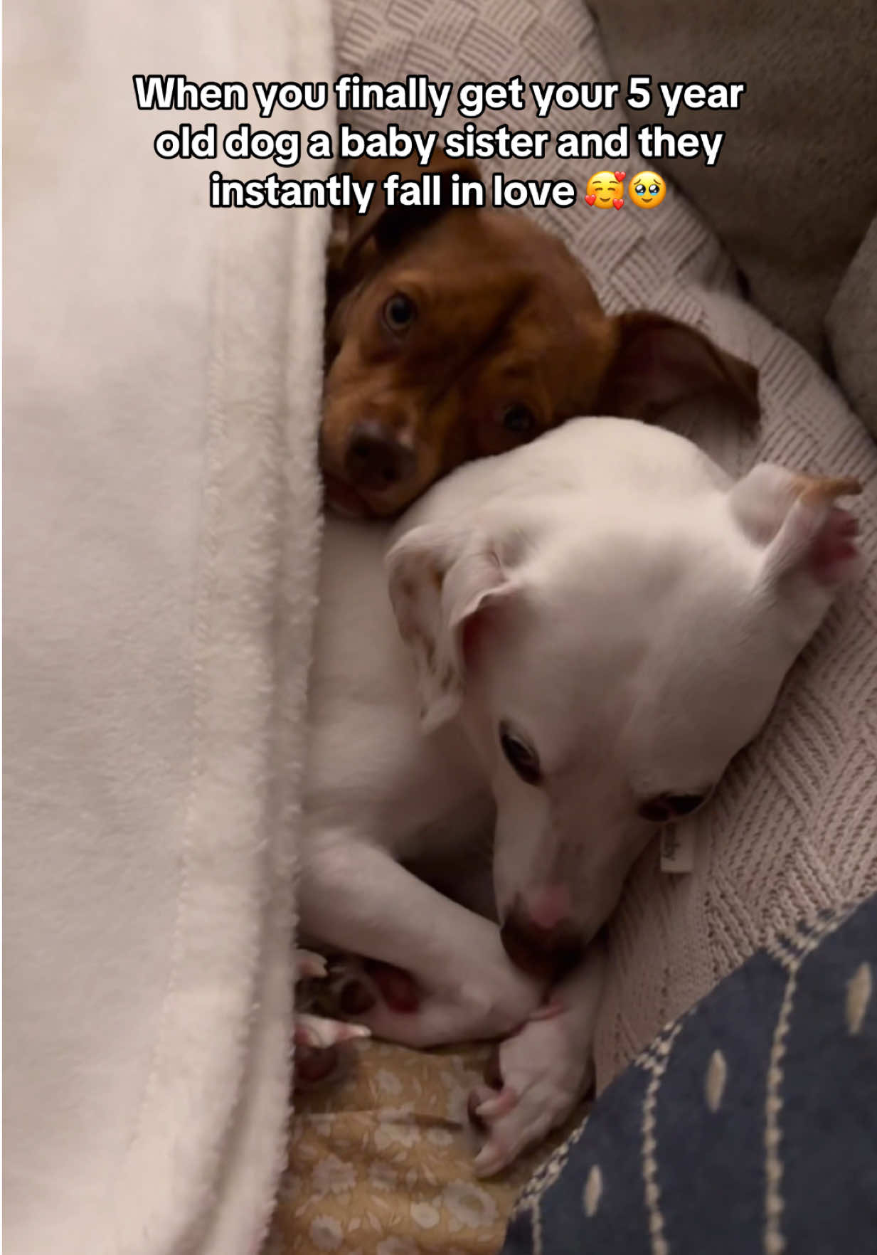 My heart can’t take it 🥰🥹  #newdog #puppy #puppies #dogs 