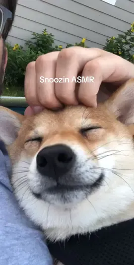 Snoozing away 😂 Be sure to follow for more cuteness! #shiba #shibainu #dogsoftiktok #fyp #asmr 